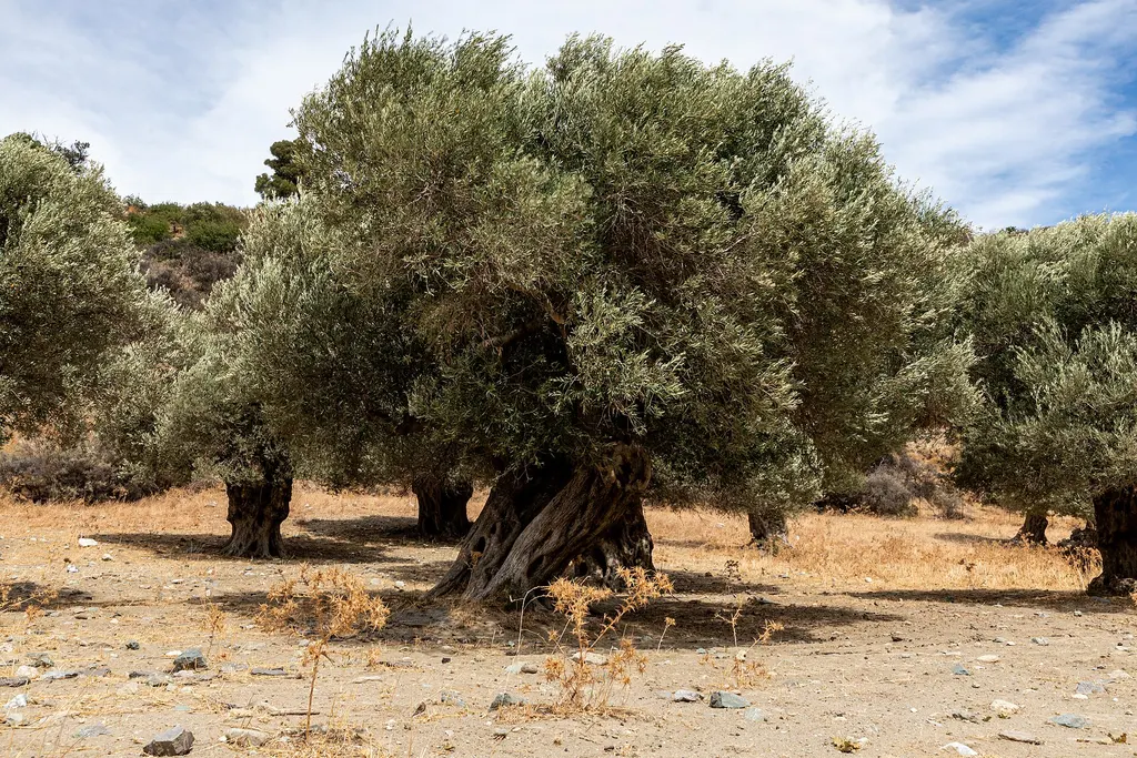 Astrikas, Kolymbari, Chania