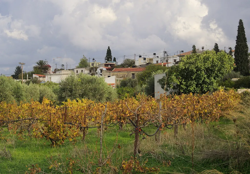 Vineyard near Flathiakes in the Messara (this activity type in Crete)