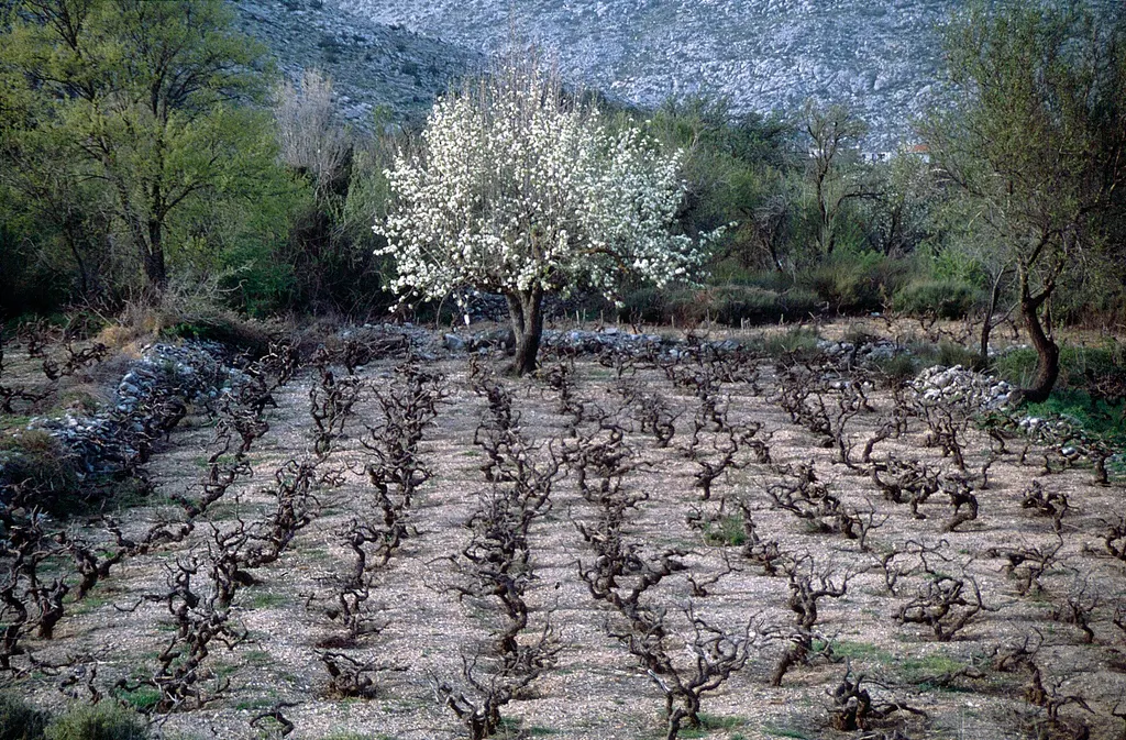 Old vines on the Lasithi plateau in spring (this activity type in Crete)